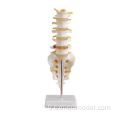 Sacrum ile hayat boyutlu lomber vertebra